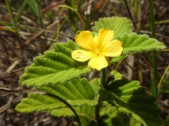 Turnera odorata