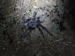 Grammostola