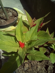 Angiospermae