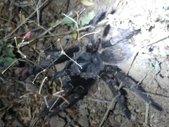 Grammostola