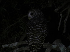 Strix chacoensis