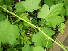 Ribes divaricatum divaricatum