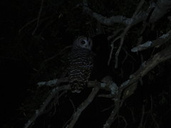 Strix chacoensis