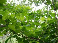 Ribes divaricatum divaricatum