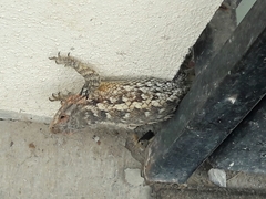 Sceloporus spinosus