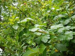 Ribes divaricatum divaricatum