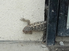 Sceloporus spinosus