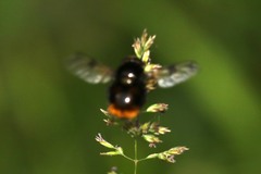 Volucella bombylans