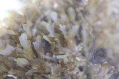 Dictyopteris undulata