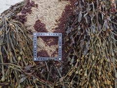 Colaconema caespitosum