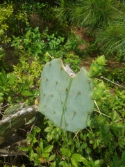 Opuntia bentonii