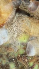 Enchiridium punctatum