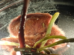 Colaconema caespitosum