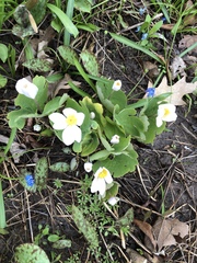 Sanguinaria canadensis