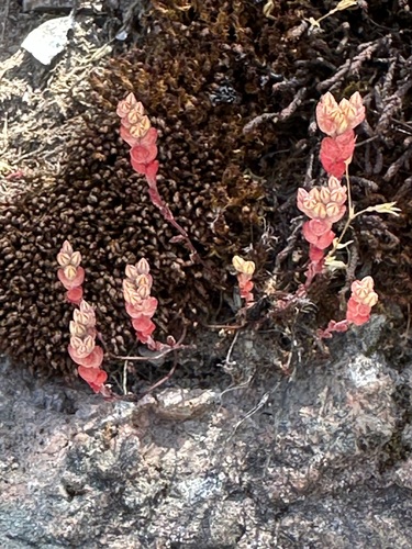 Sedella congdonii