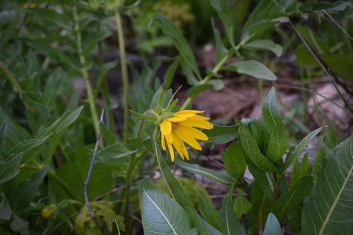Image of Balsamorhiza macrophylla by (c) William Harmon, some rights reserved (CC BY)