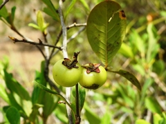 Byrsonima bucidifolia