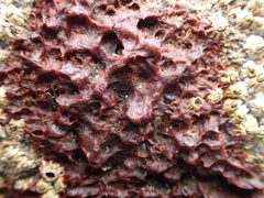 Colaconema caespitosum