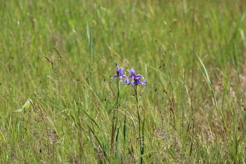 Seashore iris (Iris spuria)