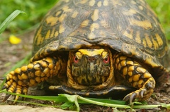 Terrapene carolina carolina
