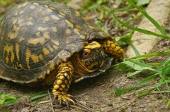 Terrapene carolina carolina