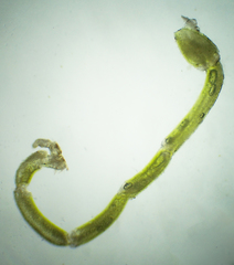 Ammothea hilgendorfi