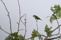 Spinus psaltria