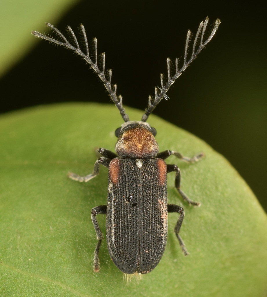 Eucrada humeralis