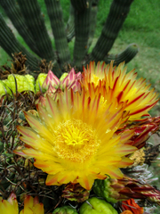 Ferocactus herrerae