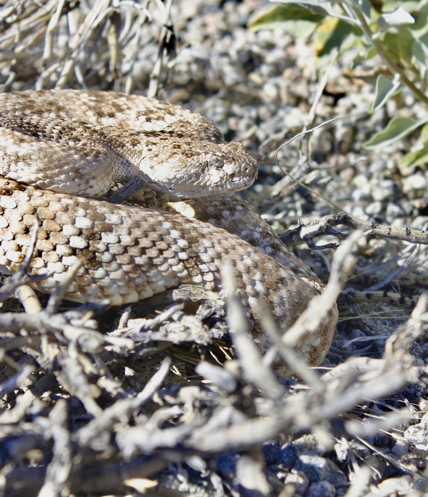 Southwestern Speckled Rattlesnake from 约书亚树国家公园, 印第奥, CA, US on April
