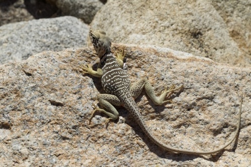 Baja Black-collared Lizard, Crotaphytus vestigium