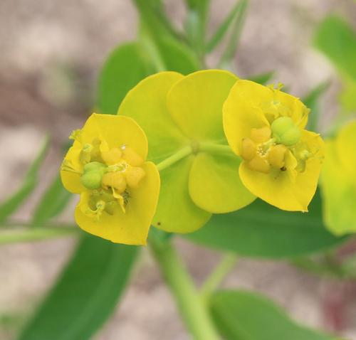 Euphorbia iberica