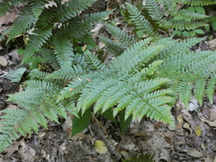 Dryopteris intermedia