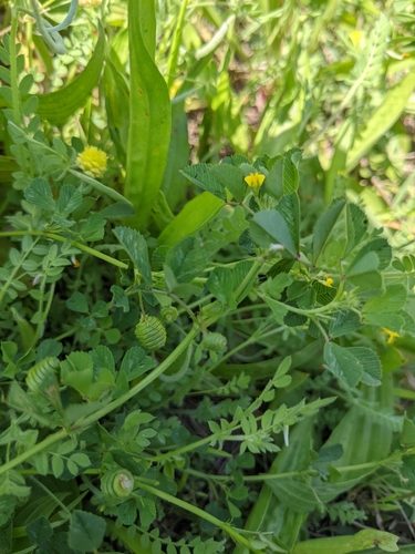 Medicago murex iNat (1)
