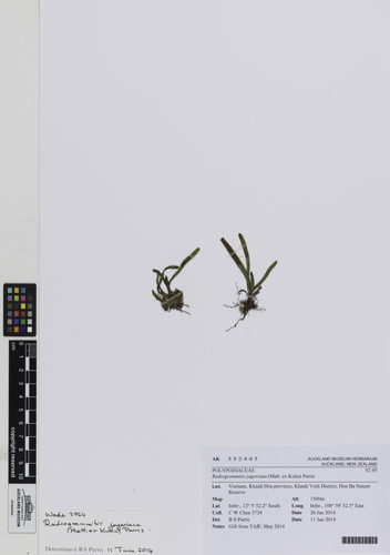 Radiogrammitis jagoriana
