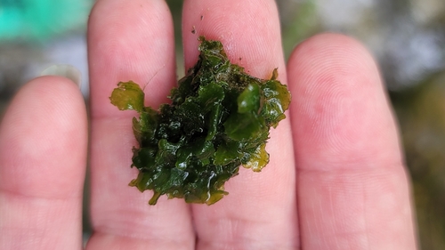 Headwaters Hornwort (Nothoceros aenigmaticus)