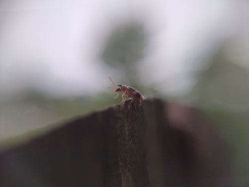 monoceros beetle, 6525 KE Nijmegen, Netherlands, photo 9 of 10