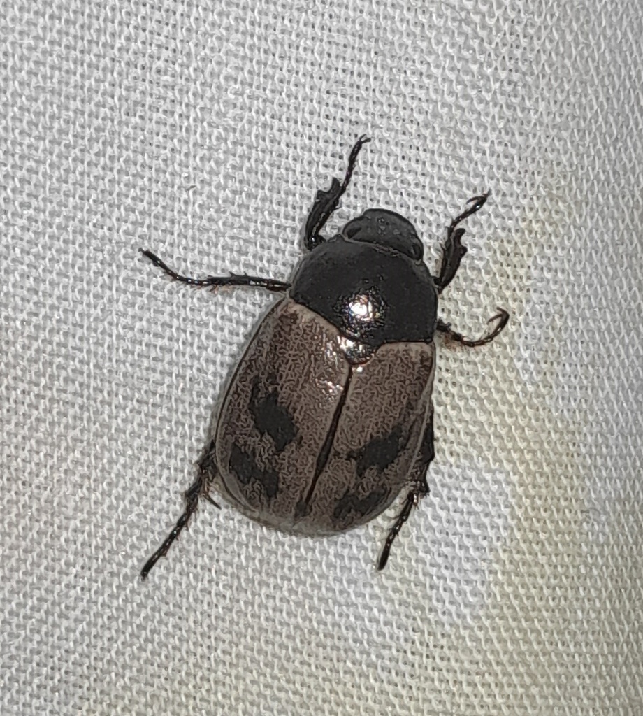 Anomala binotata from Treinta y Uno de Diciembre, Guadalupe, N.L