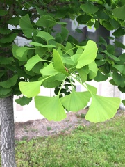 Ginkgo biloba