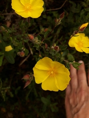 Cistus lasianthus alyssoides
