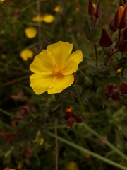 Cistus lasianthus alyssoides