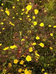 Cistus lasianthus alyssoides