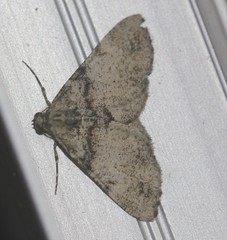 Syneora adelphodes