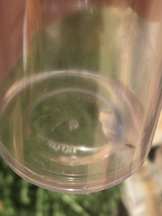 Gerromorpha