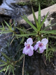 Impatiens rutenbergii