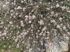 Eriocephalus eximius