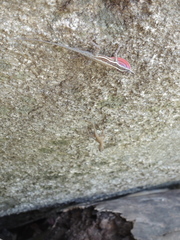 Anolis taylori