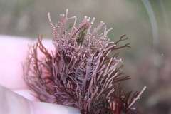 Lithothrix aspergillum