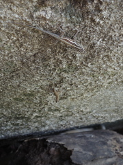 Anolis taylori