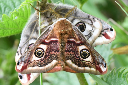 Emperor moth